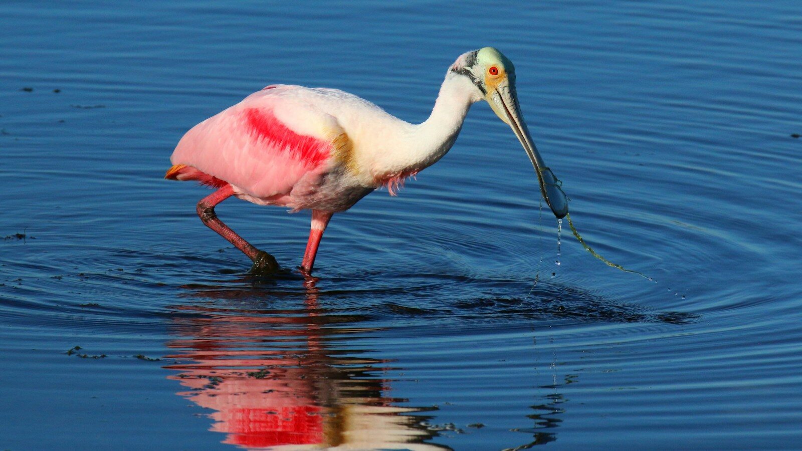 Birdwatching Around Sarasota: A Newcomer's Circuit
