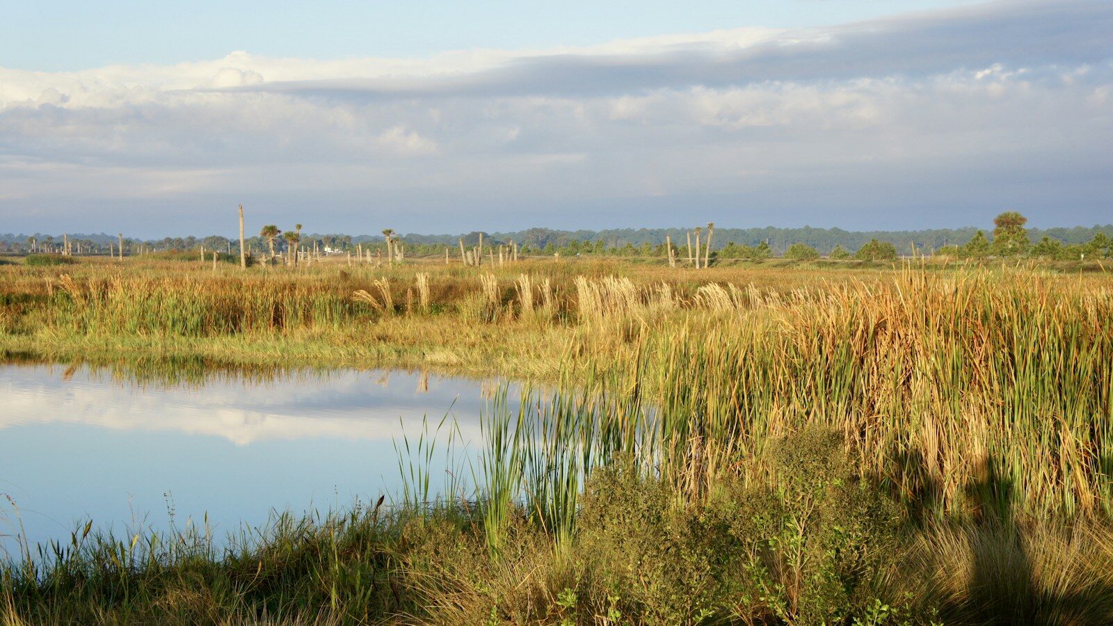 Myakka River State Park: Sarasota's Wild Side