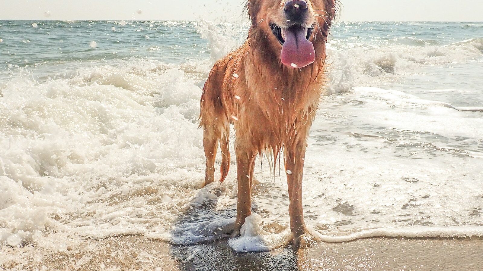 Dog-Friendly Sarasota: Beaches, Parks, and Patios