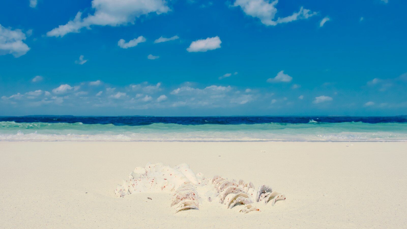 Shelling on the Gulf Coast: A Beginner's Guide