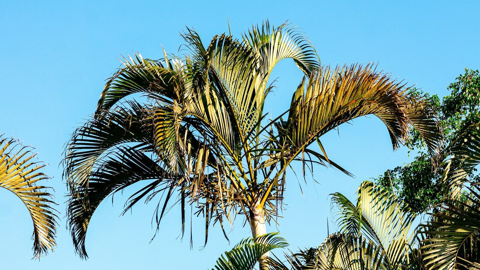 Lawn Care and Landscaping in Southwest Florida for Newcomers
