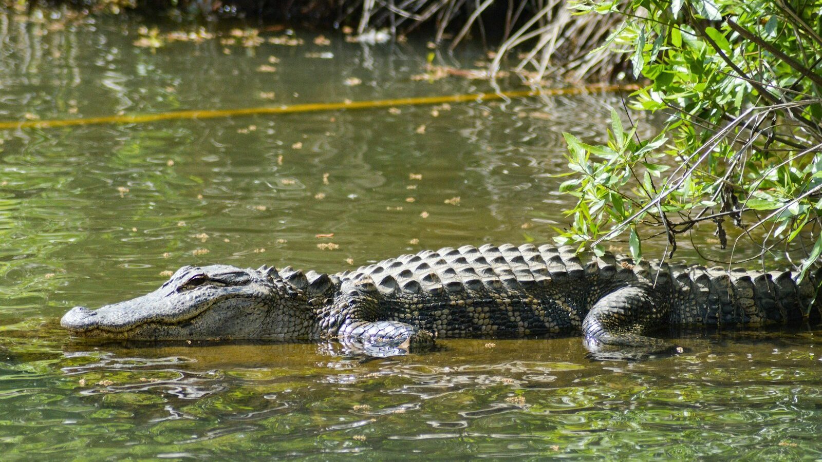 Are Alligators Actually a Concern When You Live in Florida?